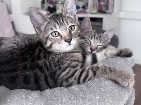 Bengal BKH mix kitten