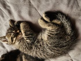 3 kleine Katzenbays