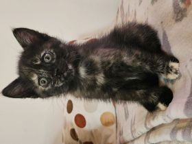 1 Katzenbaby weiblich