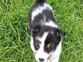Australien Shepherd mix welpen