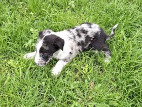 Australien Shepherd mix welpen