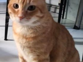 Atila, FIV positiv