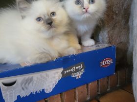Wunderschöne Ragdoll Kitten