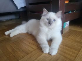 Ragdoll Kitten ( noch 1x Junge)