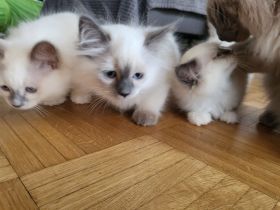 Wunderschöne Ragdoll Kitten