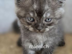 Bkh kitten