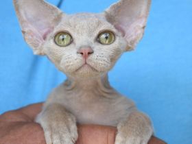 Kitten Devon Rex