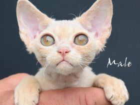 Kitten Devon Rex