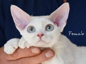 Kitten Devon Rex