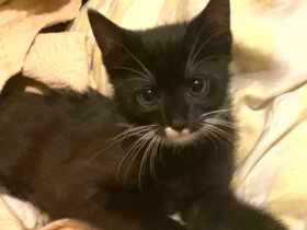 Baby Katze zu verkaufen