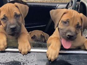 BOERBOEL, Welpe