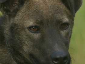 Rexy sucht ein ruhiges Zuhause