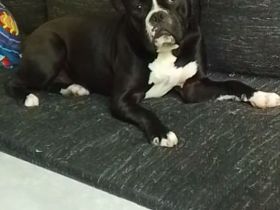 Old English/Amerikanische Bulldogge