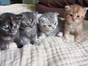 Liebevolle BKH Kitten Abzugeben