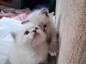 Ragdoll Kätzchen/ Kitten