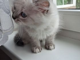 2 wunderschöne Ragdoll Kätzchen/ Kitten