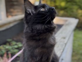 7-Monate schwarzes Maine Coon Kitten