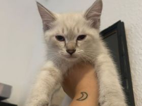 BKH Britisch Kurzhaar Katze Kitten