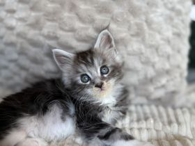 Reinrassige Maine Coon Kitten ab Ende August abzugeben