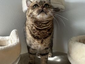 Wunderschöne BKH Hauskatze (2 Jahre) sucht Traumzuhause