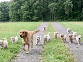 Golden Retriever Welpen noch 4 Rüden Abgabebereit