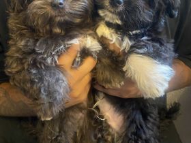 Malteser mix Welpen ( Malchi )❤️🐶Chihuahua