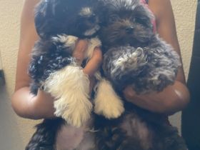 Malteser mix Welpen ( Malchi )❤️🐶