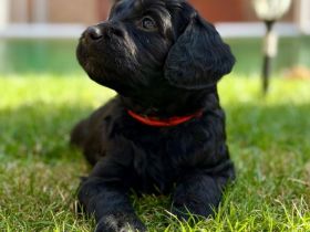 Acht süße Irish Doodle x Goldendoodle Welpen