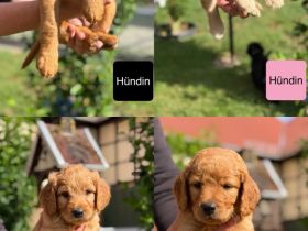 Acht süße Irish Doodle x Goldendoodle Welpen