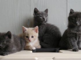Katzenbabys BKH x Russisch Blau Edelmix Kitten