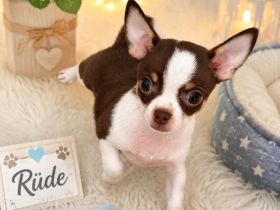 Nur noch 1 Rüde und 1 Weibchen reinrassige Chihuahua