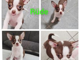 Nur noch 1 Rüde  Reinrassige Chihuahua