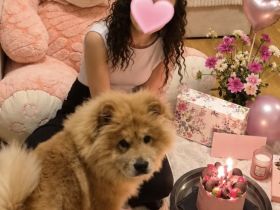 Chow Chow -  Mädchen 🐶