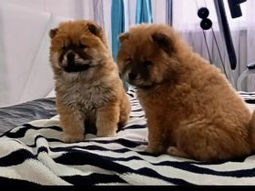 Chow Chow / zwei Mädchen. 🐶🐶💕