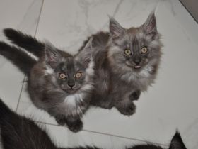 Maine Coon Kitten Black Smoke/ Black Solid