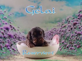 English Cocker Spaniel Welpen mit Ahnentafel