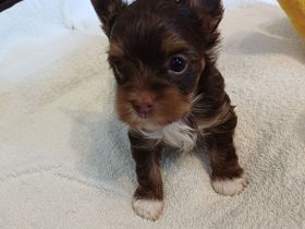 Schokoyorkshireterrier  Rüde