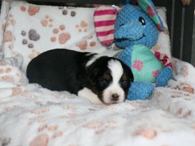Traumhafte Toy/Mini Aussie Welpen