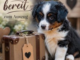 Unsere Ruby sucht noch ein Zuhause