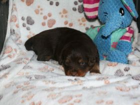 Traumhafte Toy/Mini Aussie Welpen