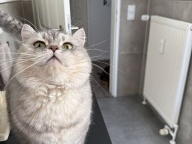 Zwei unzertrennliche Katzendamen (BKH & Bengal) suchen liebevolles Zuhause