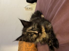 Katzenbabys