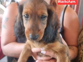 Dackel  welpen