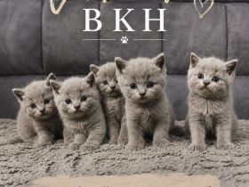 BKH britisch kurzhaar katze 🩶
