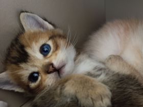 Zuckersüße Kitten