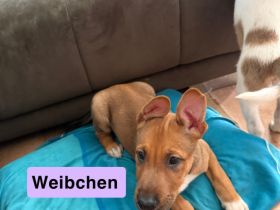 Welpen zu verkaufen