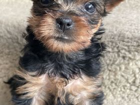 Reinrassige Yorkshire Terrier Welpen suchen ein neues Zuhause