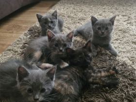 Flauschige BKH Siam Mix Kitten suchen ein neues Zuhause!