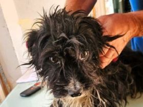 Finja, kleine, 4Jährige,  liebe aber zurückhaltende Hündin sucht ein ruhiges Zuhause, 35 cm