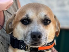 Oskar, lieber, katzenverträglicher kleiner Hund sucht ein neues Für-Immer-Zuhause, 6J, klein